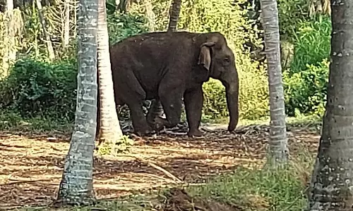 ஓசூர் பகுதியில் ஒற்றை யானை அட்டகாசம்