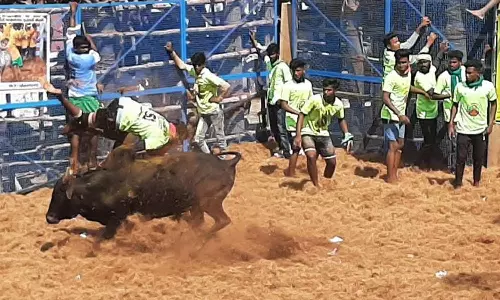 நத்தமாடிப்பட்டியில் ஜல்லிக்கட்டு காளைகள் முட்டித்தள்ளியதில் 15 பேர் படுகாயம்