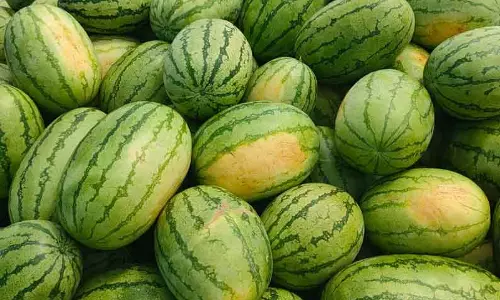 கோயம்பேடு மார்க்கெட்டில் தினமும் 120 டன் தர்பூசணி குவிகிறது: கிலோ ரூ.7-க்கு விற்பனை