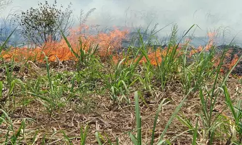 10 ஏக்கர் கரும்பு தோட்டம் எரிந்து நாசம்