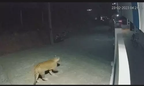 கோத்தகிரி அருகே குடியிருப்பு பகுதியில் சுற்றிய சிறுத்தை