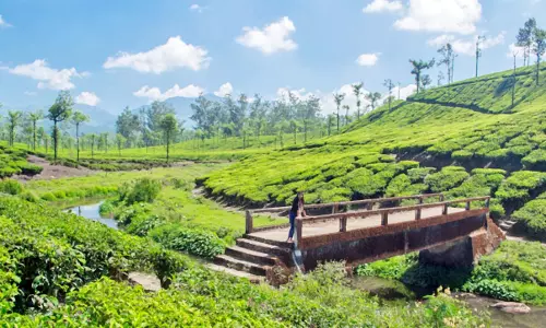 மாஞ்சோலை செல்ல விரும்பும் சுற்றுலா பயணிகளுக்கு முன்பதிவு - கூடுதல் வாகனங்களுடன் வனத்துறை ஏற்பாடு