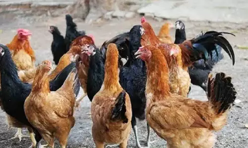 கோழி திருடர்களை மடக்கி பிடித்த பொதுமக்கள்