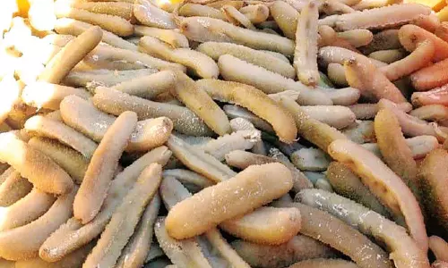 வெளிநாட்டுக்கு கடத்த பதுக்கி வைத்திருந்த ரூ.10 லட்சம் மதிப்பிலான கடல் அட்டைகள் பறிமுதல்