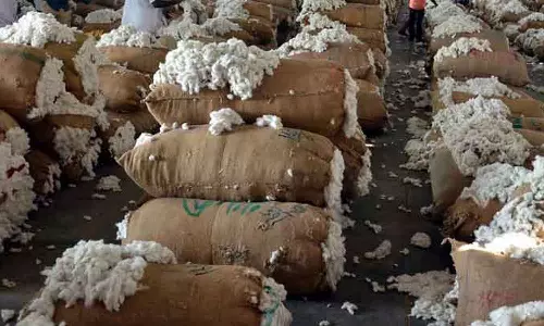 மூலனூா் ஒழுங்குமுறை விற்பனை  கூடத்தில் ரூ. 1.5 கோடிக்கு பருத்தி விற்பனை