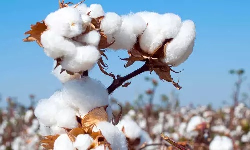 வேளாண் பல்கலைக்கழகம் சார்பில் பருத்தி  விலை முன்னறிவிப்பு ஆய்வு தகவல் - விவசாயிகள் பயன்பாட்டிற்காக  வெளியீடு