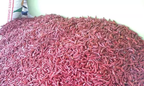 மிக அதிகமழை, பூச்சி தாக்குதல்- கொளத்தூர் சம்பா மிளகாய் உற்பத்தி 6,000 டன்னாக சரிவு