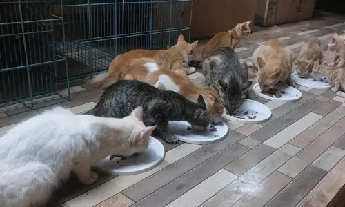 பிரியாணி கடைகளில் ஆட்டிறைச்சியுடன் கலந்து விற்பனை- சென்னையில் பிடிபட்ட பூனைகள் தனியார் காப்பகத்தில் ஒப்படைப்பு