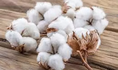 பருத்திக்கு உரிய விலை கிடைக்குமா? விவசாயிகள் எதிர்பார்ப்பு