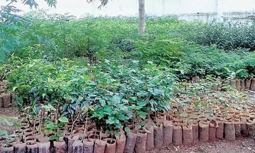 மரக்கன்று வளர்ப்பு திட்டப்பணிகள் மந்தம்