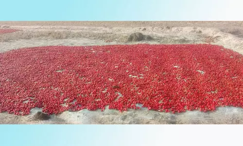 அபிராமம் பகுதியில் உலர்களம் இல்லாமல் விவசாயிகள் வேதனை