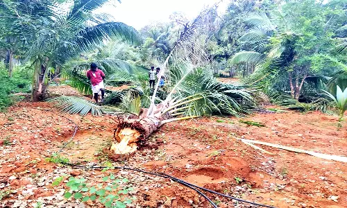 கடையம் அருகே தோப்புக்குள் புகுந்து தென்னை மரங்களை சேதப்படுத்திய யானைகள் விரட்டியடிப்பு