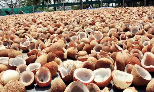 ரூ.6 லட்சத்துக்கு தேங்காய் பருப்பு ஏலம்