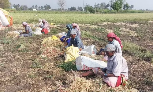 உரிக்காமலேயே கண்ணீரை வரவழைக்கும் வெங்காயம்