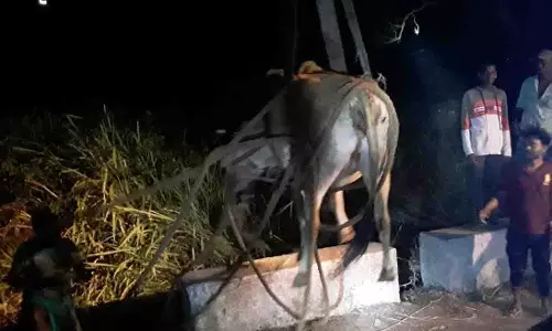 குருந்தமலை அருகே குடிநீர் வால்வு தொட்டியில் விழுந்த பசு மாடு மீட்பு