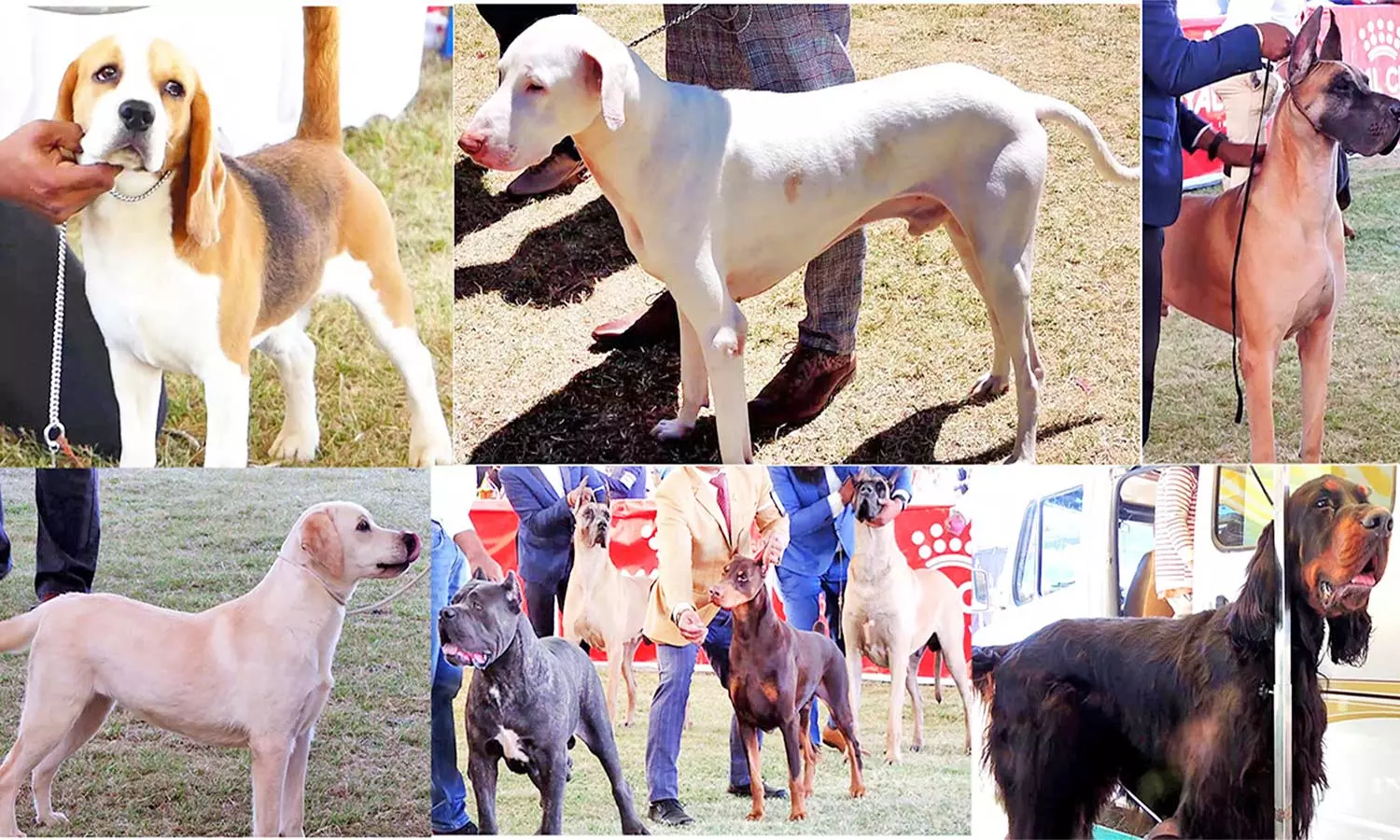 கொடைக்கானலில் இன்று 2-வது நாளாக அகில இந்திய அளவிலான நாய்கள் கண்காட்சி கொடைக்கானலில் இன்று 2-வது நாளாக அகில இந்திய அளவிலான நாய்கள் கண்காட்சி