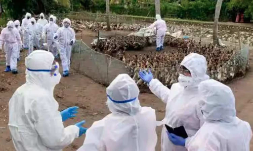 தீயாய் பரவும் பறவைக் காய்ச்சல்- 4 ஆயிரம் கோழிகள், வாத்துகள் அழிப்பு