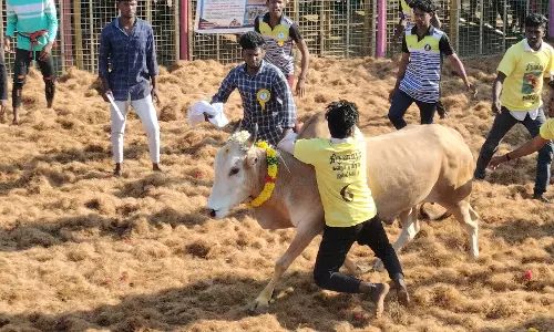 புதுக்கோட்ைட முத்துமாரியம்மன் கோவில் பூச்சொரிதல் விழாவையொட்டி 900 காளைகள் பங்கேற்ற மாபெரும் ஜல்லிக்கட்டு போட்டி