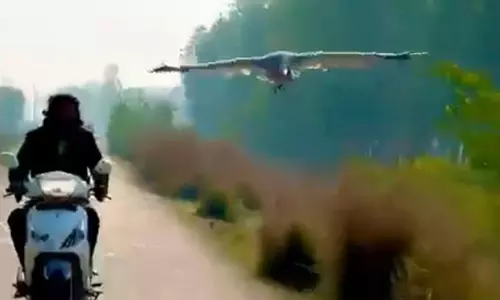 உயிரை காப்பாற்றிய வாலிபரை பின்தொடர்ந்து செல்லும் நாரை