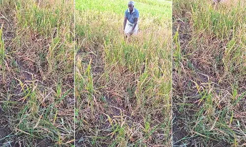 நெல்லை டவுன் பகுதியில் அறுவடைக்கு தயாரான நெற்பயிர்களை நாசம் செய்த காட்டுப்பன்றிகள்