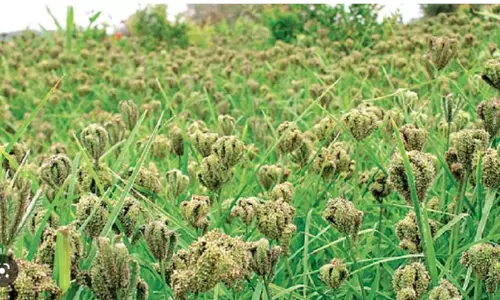 ராகி பயிரிட ஆர்வம் காட்டும் விவசாயிகள்