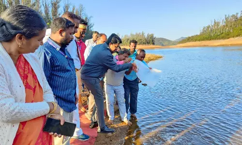 அவலாஞ்சி அணையில் மீன் குஞ்சுகள் விடும் பணி-கலெக்டர் அம்ரித் தொடங்கி வைத்தார்