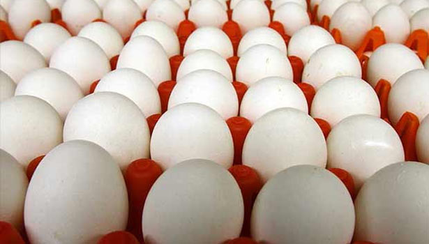 நாமக்கல் மண்டலத்தில் முட்டை விலை மேலும் 10 காசுகள் உயர்வு