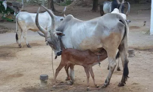 பழையகோட்டையில் காங்கேயம் இன மாடுகள் - ரூ.18 லட்சத்துக்கு விற்பனை