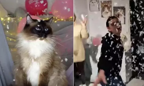 செல்ல பூனைக்கு பிறந்தநாள் கொண்டாடிய இளம்பெண்கள்- கேக் வெட்டி, புகைப்படமும் எடுத்துக்கொண்டனர்