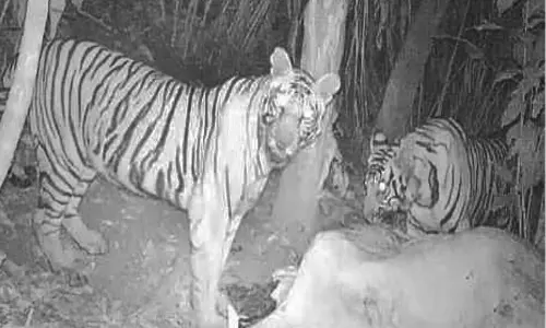 குமுளி அருேக பசுவை கொன்று இழுத்து சென்ற புலிகள்