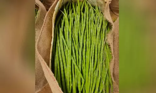 வெள்ளகோவிலில் 7 டன் முருங்கைகாய் வரத்து