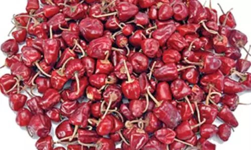 முண்டு மிளகாய்க்கு புவிசாா் குறியீடு