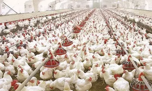 கோழி பண்ணைகளுக்கு தடையில்லா சான்றிதழ் வழங்க சுற்றுச்சூழல் அதிகாரிகள் குழு விரைவில் ஆய்வு