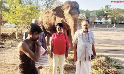 ஒரு ஆண்டுக்கு மேலாக சிகிச்சை பெறும் யானை