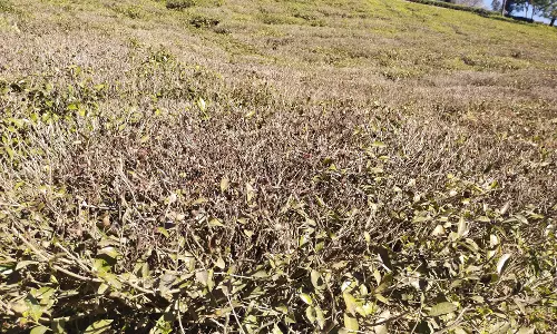 கோத்தகிரியில் காய்ந்து வரும் தேயிலை செடிகள்