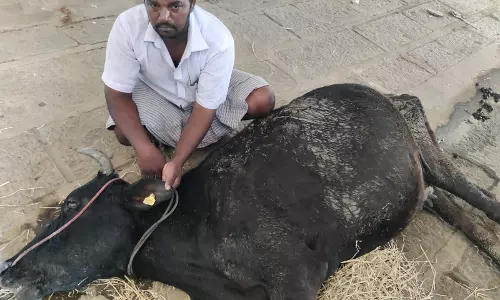 துறையூர் அருகே அரசு கால்நடை மருத்துவரின் அலட்சியத்தால் பசு மாடுகளை பறிகொடுத்த விவசாயி கதறல்