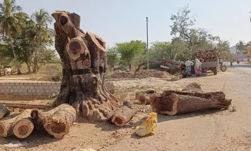 சாலையோரம் வெட்டப்படும் மரங்களுக்கு பதில் மரக்கன்று நட வேண்டும்