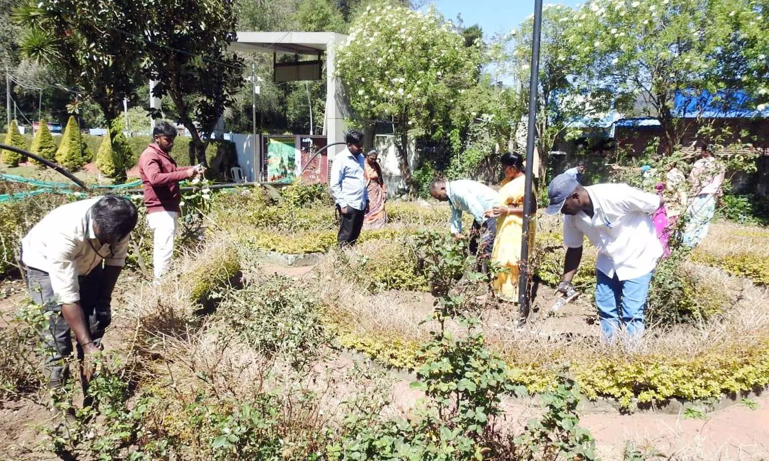 கொடைக்கானல் பிரையண்ட் பூங்காவில் ரோஜா செடிகளுக்கு 2-ம் கட்ட கவாத்து பணிகள்