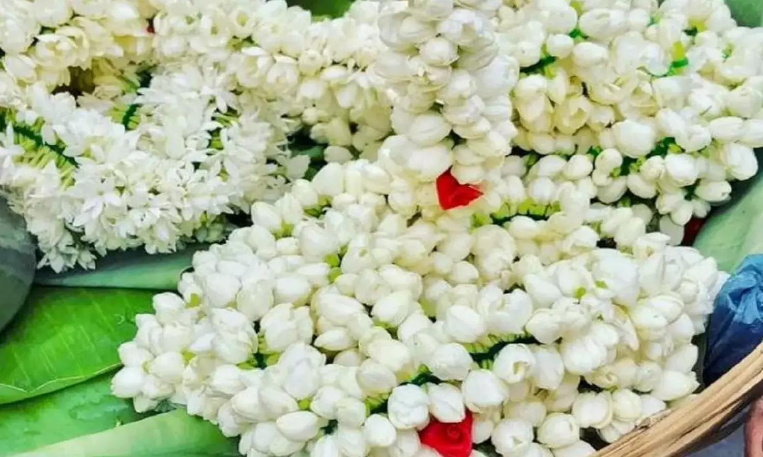 ஓசூரில் பூக்கள் விலை திடீர் சரிவு