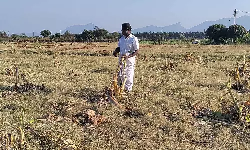 தொண்டாமுத்தூர் அருகே தென்னை மரங்களை பிடுங்கி வீசும் ஒற்றை யானை- விவசாயிகள், பொதுமக்கள் பீதி