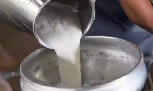 நெல்லை மாவட்டத்தில் ஆவின் பால் தட்டுப்பாடு பிரச்சினையை சமாளிக்க கவ் மில்க் அறிமுகம்