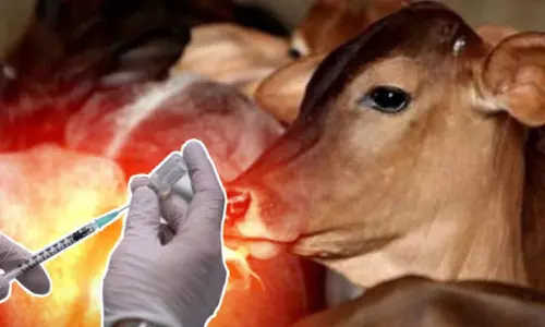 கால்நடைகளுக்கு தடுப்பூசி