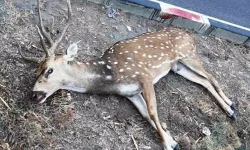 மான் பலி