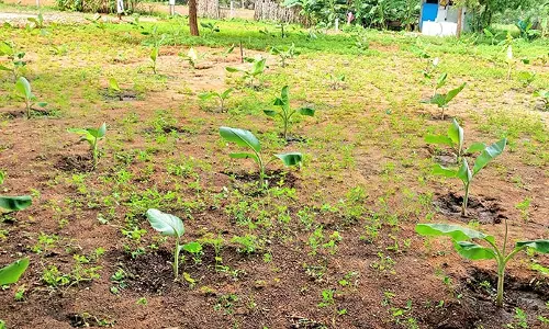 உடன்குடி-பரமன்குறிச்சி பகுதியில்  ஊடுபயிர் செய்து அசத்தும் விவசாயிகள்