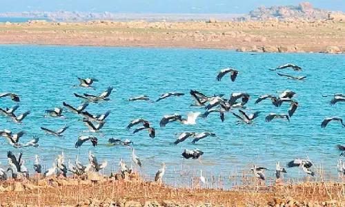 சேலம் வனக்கோட்டத்தில்  பறவைகள் கணக்கெடுப்பு பணி 5-ந்தேதி தொடக்கம்