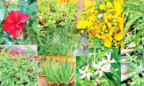 வீடுகளில் மூலிகை செடிகள் வளர்க்க மானியம்