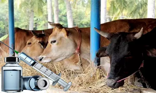 கால்நடைகளுக்கு 3-வது கட்டகோமாரி தடுப்பூசி முகாம்