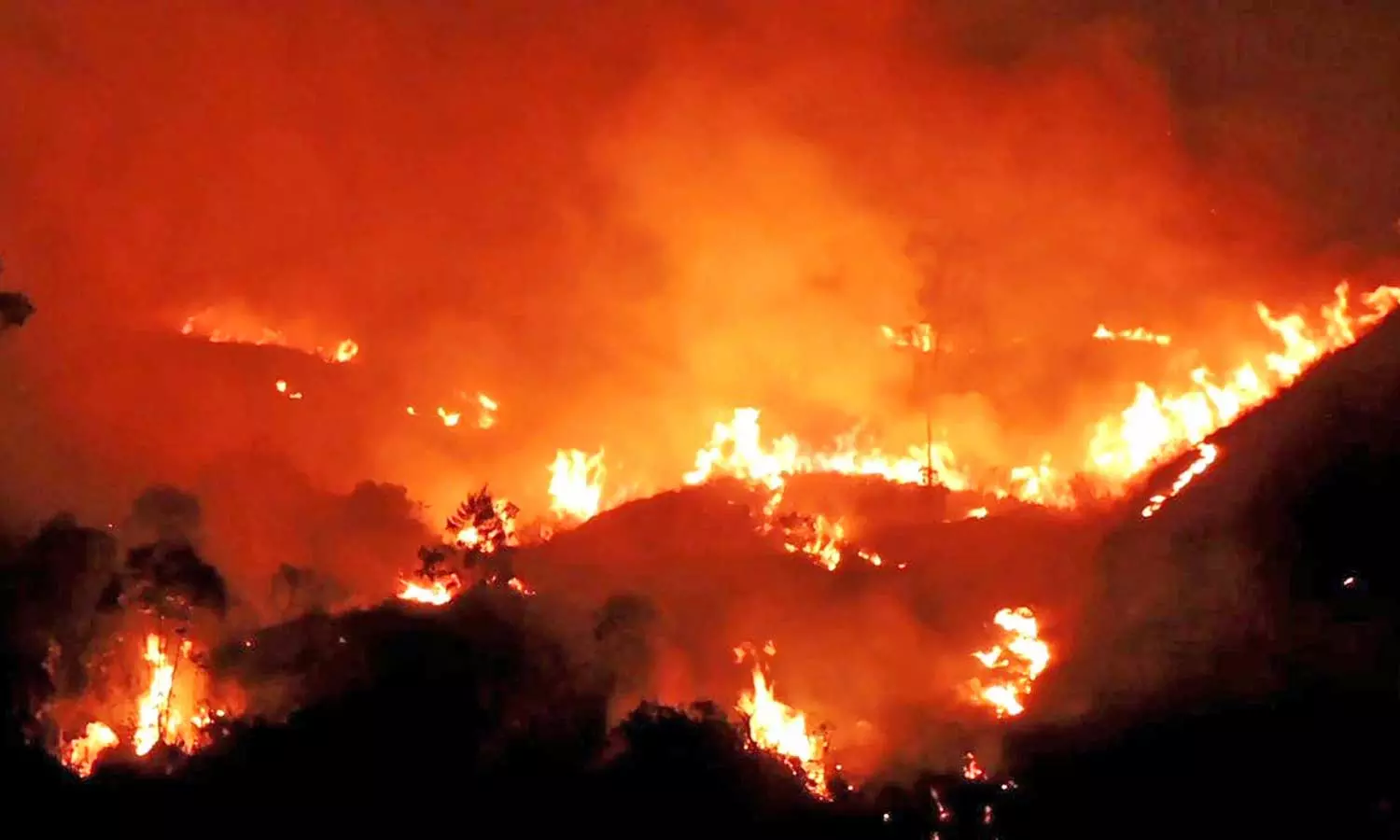 கொடைக்கானல் அருகே காட்டுத்தீ பற்றி பயிர்கள் எரிந்து நாசம்