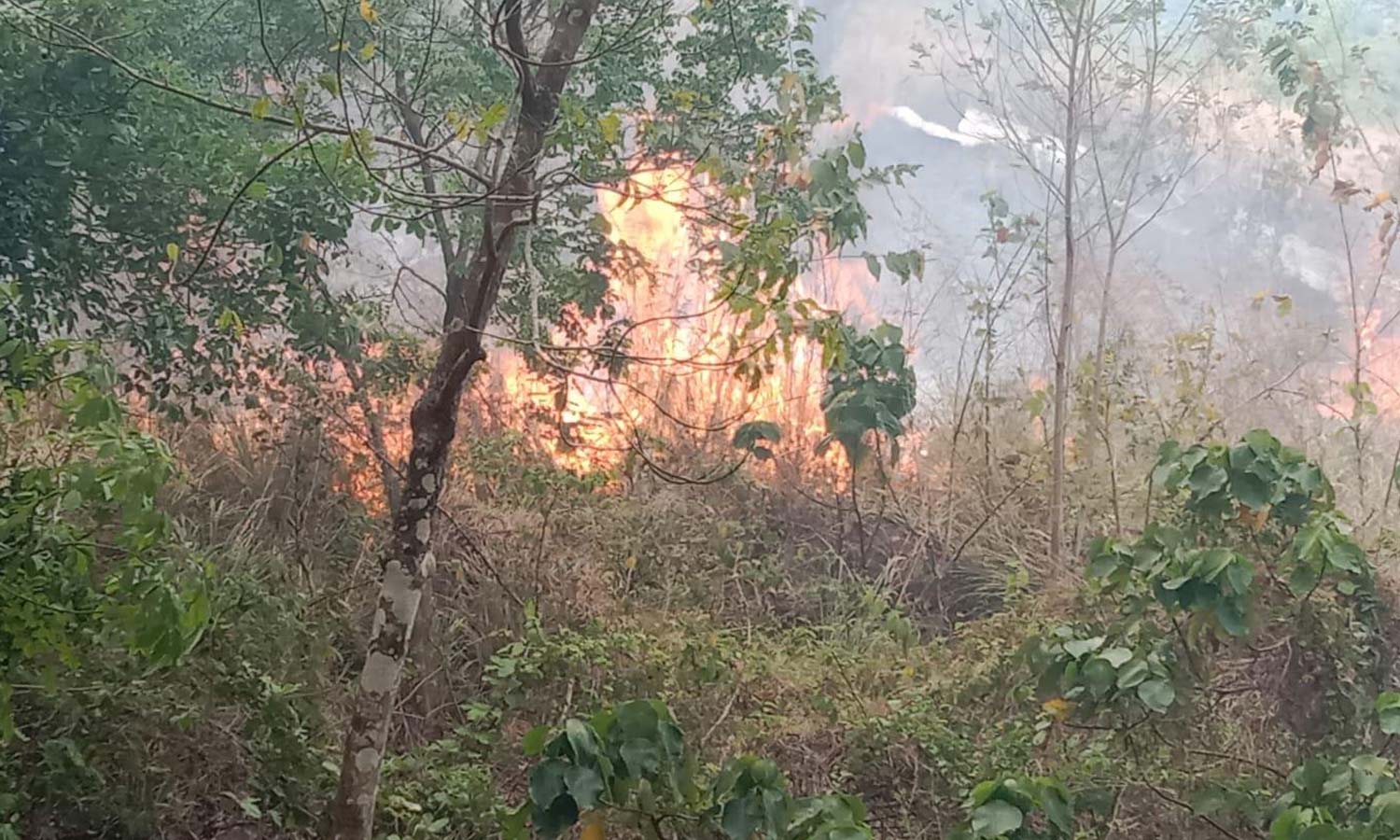 பேச்சிப்பாறை வனப்பகுதிகளில் 5 நாட்களாக பற்றி எரியும் தீ- கட்டுப்படுத்த மலைவாழ் மக்கள் கோரிக்கை