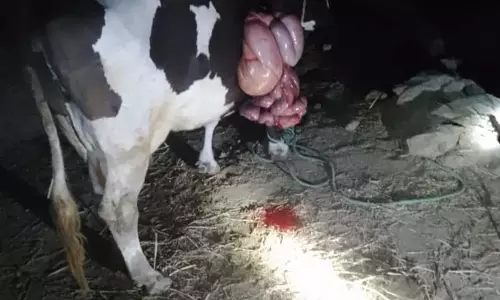 காட்டு யானை முட்டி பசுமாடு சாவு